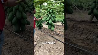 Download lagu Small Tree Papaya Farming Trick 😱 mp3