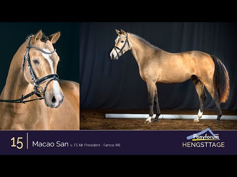 Ponyforum Hengsttage Nr. 15 MACAO SAN * 2018 v. FS Mr. President