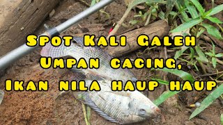 Download lagu MANCING di RAWA PENING SPOT KALI GALEH mp3 Download lagu MANCING di RAWA PENING SPOT KALI GALEH mp3