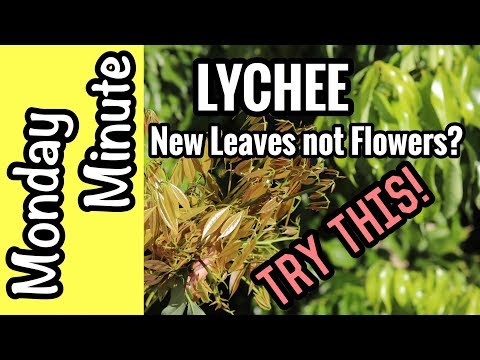 Monday Minute- Lychee: New Leaves, not flowers? Try This!