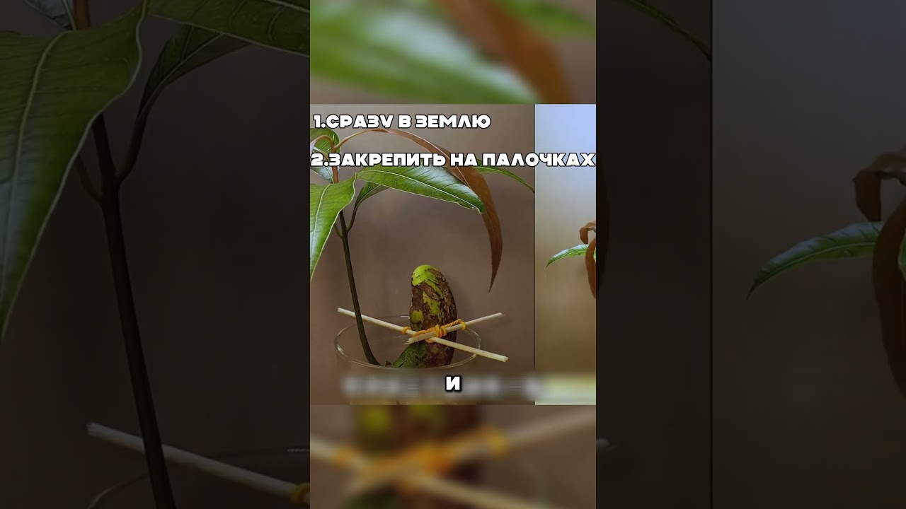 Не выбрасывай косточку манго. Внутри твёрдой скорлупы спрятано семя которую никогда не видели.