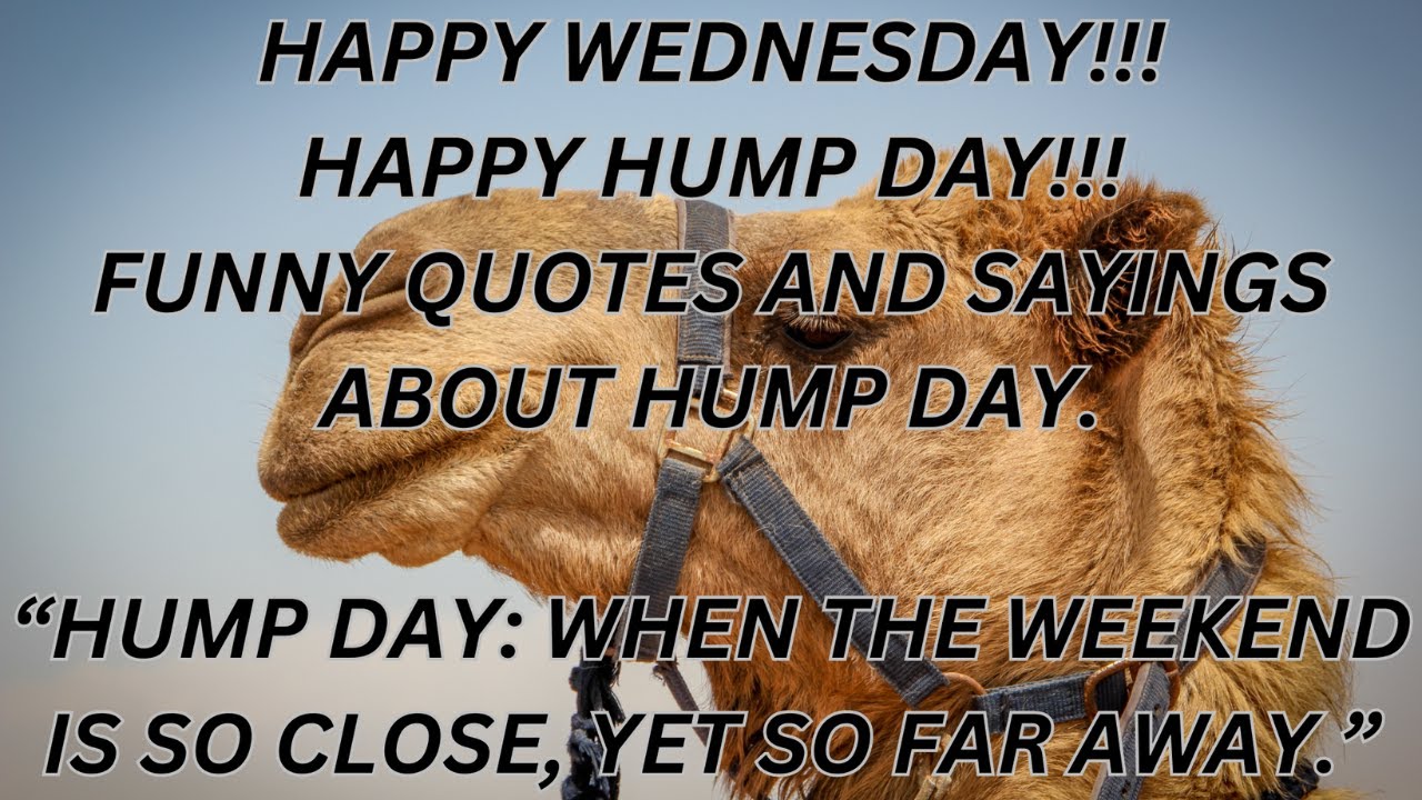 Funny and hilarious Wednesday, Hump Day quotes and sayings, that will make you smile.