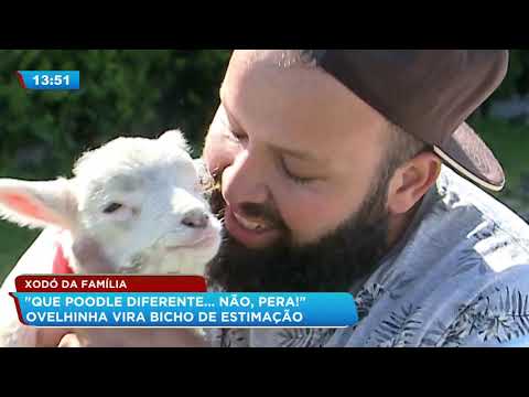 , title : 'Xodó da família: ovelha é criada como animal de estimação em Curitiba'