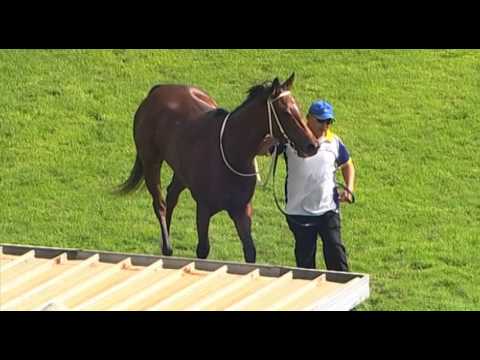 Belmont Park, 4/5/2016 - Race 2 - JESTAJINGLE - Fred Kersley