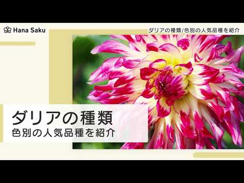ダリアの品種: ダリアの全クラスの概要 植物