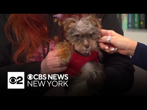 Furry Friend Finder: Winston - YouTube