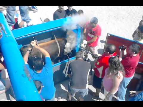 Marca De Los Becerros De Peris