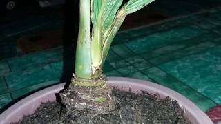 Cara Mudah Membuat Bonsai Kelapa Bercabang Dua Tunas 2