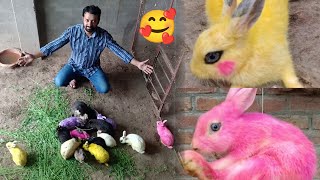 Colorful Rabbits - Multi Color Rabbits So Cute 🤩 - Colorful Chicks & Colorful Rabbits | 3mbvlogs