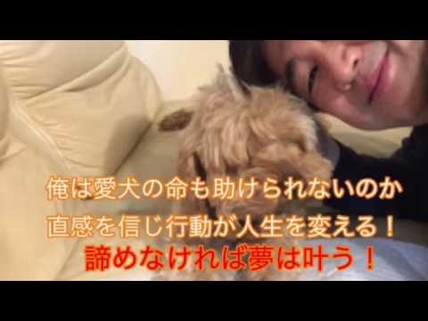 会計学科 ラッパー愛犬やまと大空を 雄叫びで痺れさせてくれ！ 木村勝則滋賀県高島市！