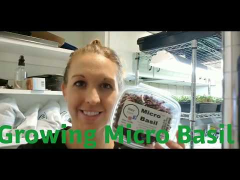 download lagu mp3 mp4 Micro Basil, download lagu Micro Basil gratis, unduh video klip Micro Basil