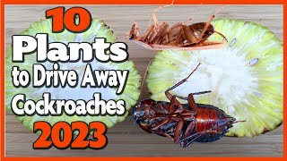 10 Plants to Drive Away Cockroaches (2023)  - How To Get Rid Of Cockroaches Fast