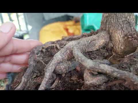 22/4 gl cả nhá một cây lùm cúc rin đọt đỏ giá 1tr lhsđth 0898155372