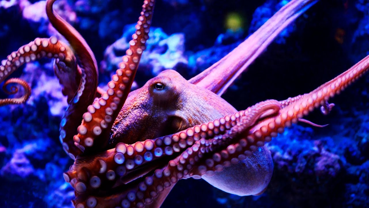 A Mente Extraordinária dos Polvos 🐙