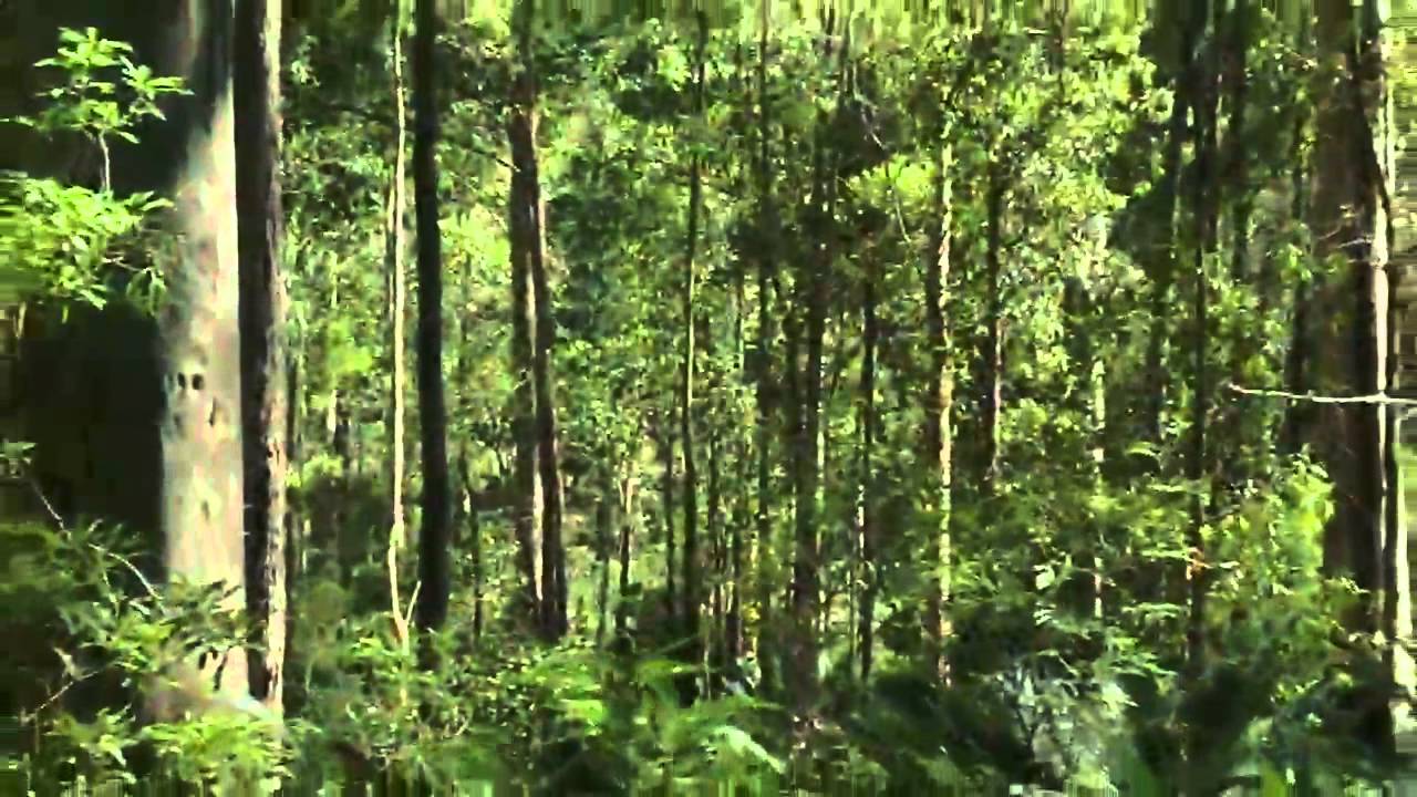 Tasmanian Forestry - the facts