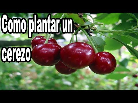 Como Plantar un Cerezo