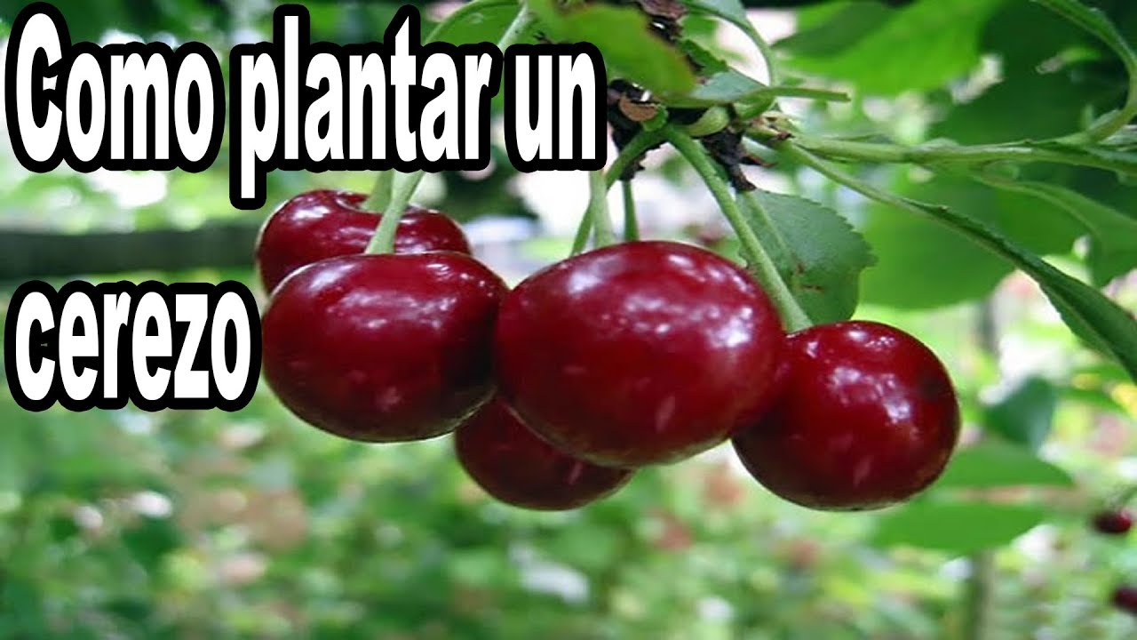 Como Plantar un Cerezo