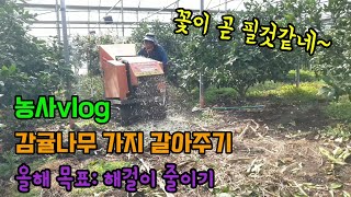 농사vlog 농사는 힘들다 전지한 가지 파쇄기로 갈아 주는 이유 해거리예방 귀농귀촌 감귤농사 시설감귤 하례조…