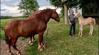 What are DUKE & EARL up to these Days??!! #841