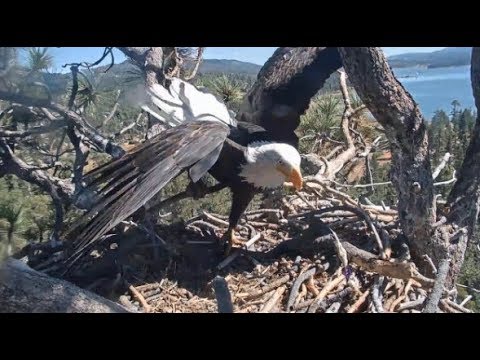 Big Bear Eagles ~ Shadow **LAYS** In Nest Bowl!!  More Sticks Delivered! 10.2.19