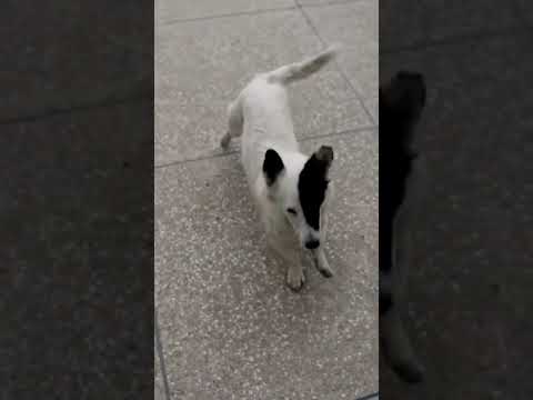 Playing time with Pashto Rabab music #shorts #dog