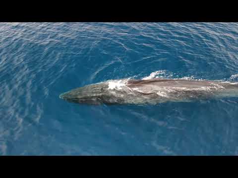 Sabina, il capodoglio bianco, avvistato nelle nostre acque