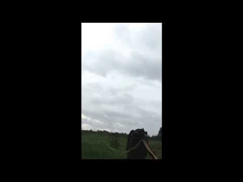 Clay shooting Bisley