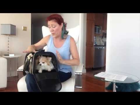 How to choose an airline approved pet carrier