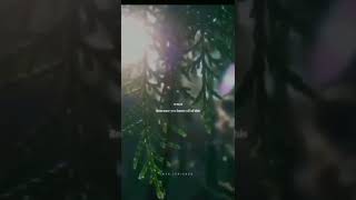 Download lagu #BTS #PIED #PIPER #SONG #LYRICS #SHORTS 😍😍💚💚😇😇 mp3