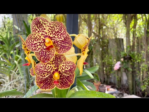 Orchid Garden Update, Morning Walk, New Blooms, Orchid Sale Event this Weekend at OFE