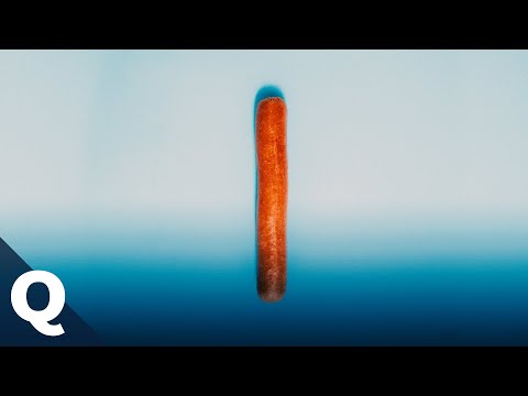 The History of Sausage | Quarks