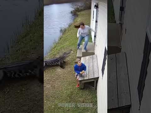 Crocodile attack