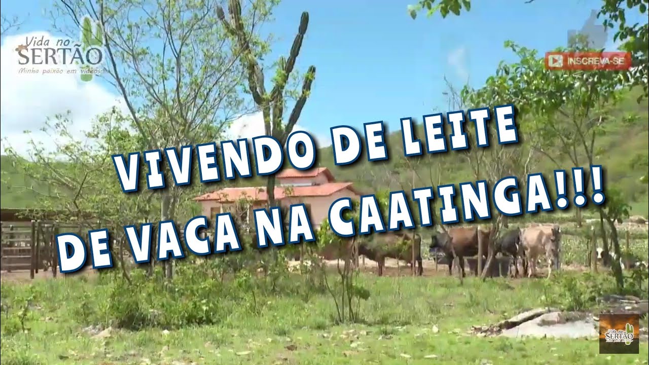 PECUARISTA VIVE DO LEITE NO SERTÃO.