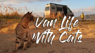 Will These Cats Wanna Van Life? // Spring 2021 // Day 2