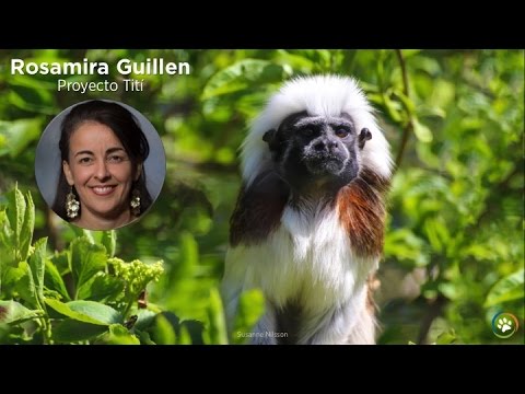 Proyecto Tití · Rosamira Guillen · Expo 2014