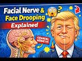 Facial Nerve (Cranial Nerve VII) Explained — Why Face Drooping Happens
