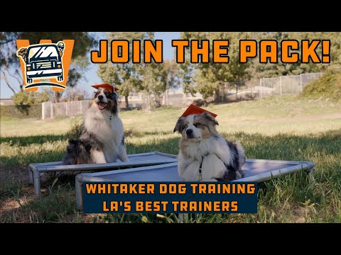 Whitaker Dog - Training, Daycare and Boarding video.