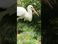Laura's Lay of the Land - Bird Show Edition!