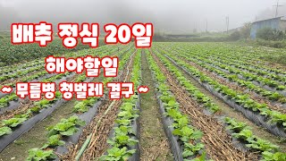 배추 정식 20일 해야할일 무름병 청벌레 결구 (배추재배방법)