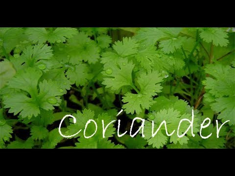 Dhaniya - Coriander Latest Price, Manufacturers & Suppliers
