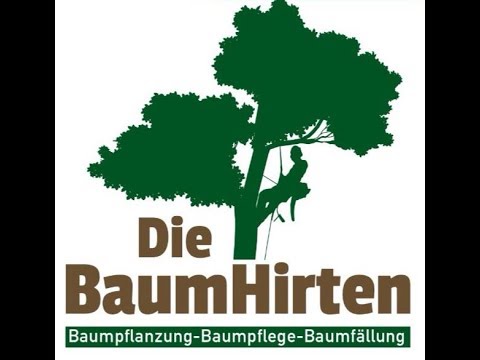 Baum fällen mit Seiltechnik