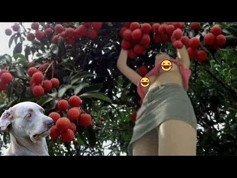 Fails Of The Week / Funny Moments / Like A Boss Compilation Ep.31