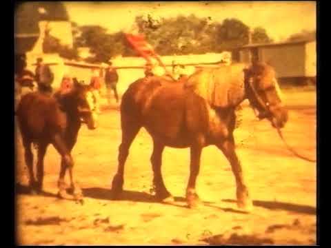 Pacha de la vacha...