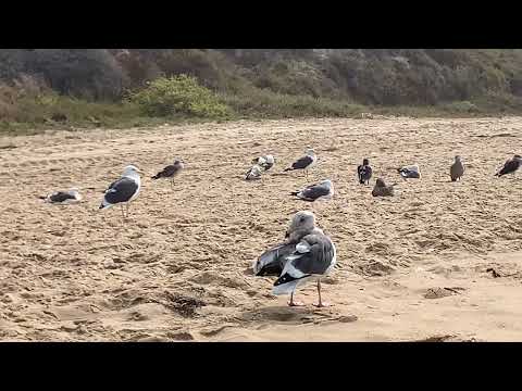 Sea Gulls at Crystal Cove beach #birdwatching #crystalcovebeach