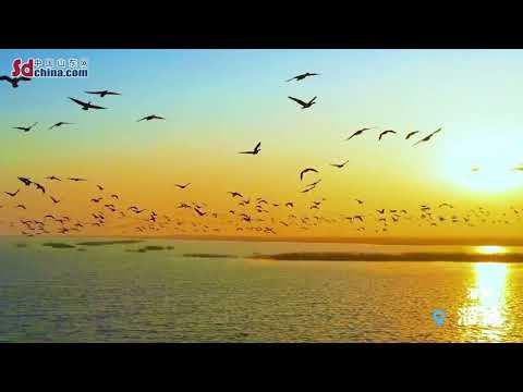 Lindos pântanos na província de Shandong ｜ Ambos os lados do Rio Amarelo têm belas paisagens