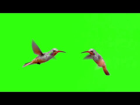 Green screen hummingbird | Green screen birds flying video hd