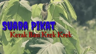 Download lagu Suara Pikat Kerak Basi Krek Krek mp3