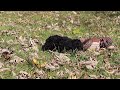 Cavapoo dogs for sale: Quinn - Video 1