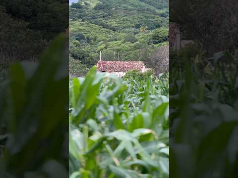 Sitio Camará, Capistrano CE #vidanaroça #paisagemnatural #sertão