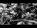 Bongzilla - Budgun, T.H.C. 